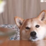 ShibaInuPunchan